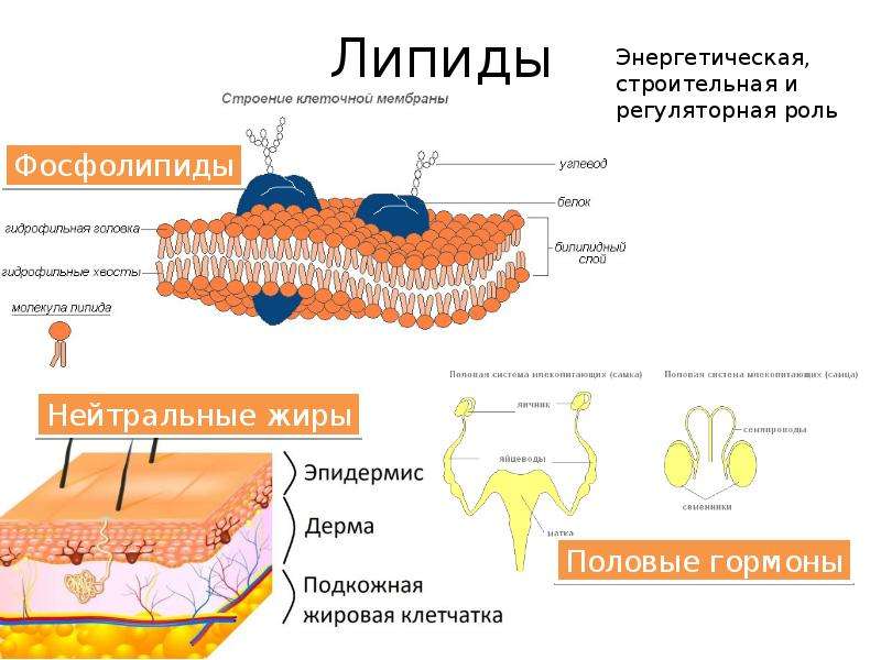 Липиды в организме