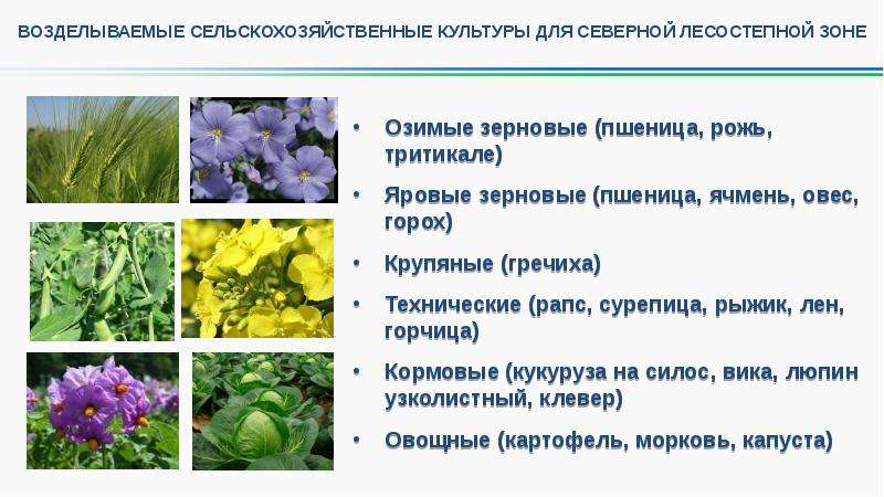 Основные технические культуры. Возделываемые сельскохозяйственные культуры. Северо технические культуры. Виды возделываемых культур. Зерновые и технические культуры Донбасса.