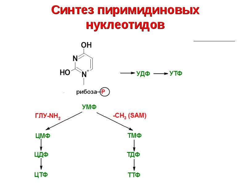 Распад пиримидиновых. Схема синтеза пиримидиновых нуклеотидов. Схема биосинтеза пиримидиновых нуклеотидов. Реакции синтеза пиримидиновых нуклеотидов. Основной путь синтеза пиримидиновых нуклеотидов.
