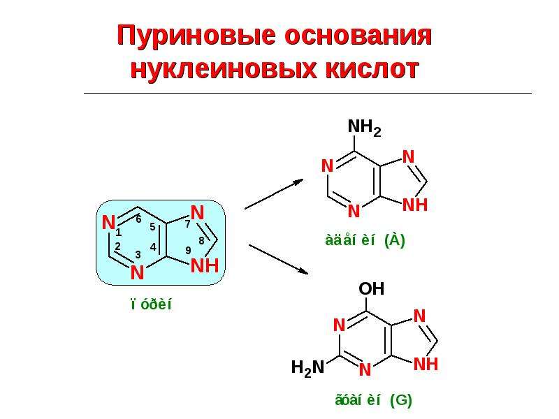 Пуриновыми нуклеотидами являются. Синтез пуриновых оснований. Пуриновые нуклеотиды. Роль пуриновых оснований. Матричные биосинтезы нуклеиновых кислот.