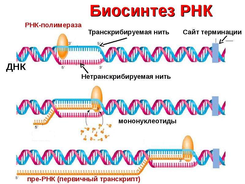 Терминация синтеза рнк. Этапы синтеза РНК. Терминация биосинтеза ДНК. Синтез РНК полимеразой.