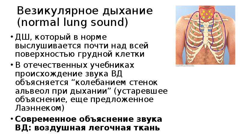 Аускультация везикулярного дыхания. Аускультация грудной клетки. Над поверхностью легких выслушивается. Ларинго-трахеальное дыхание выслушивается над. При аускультации легких у здорового человека выслушивается.
