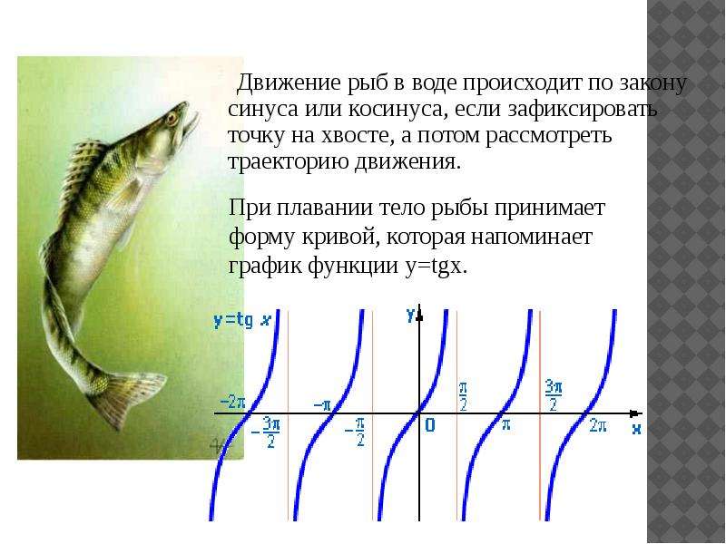 Тригонометрия в жизни проект