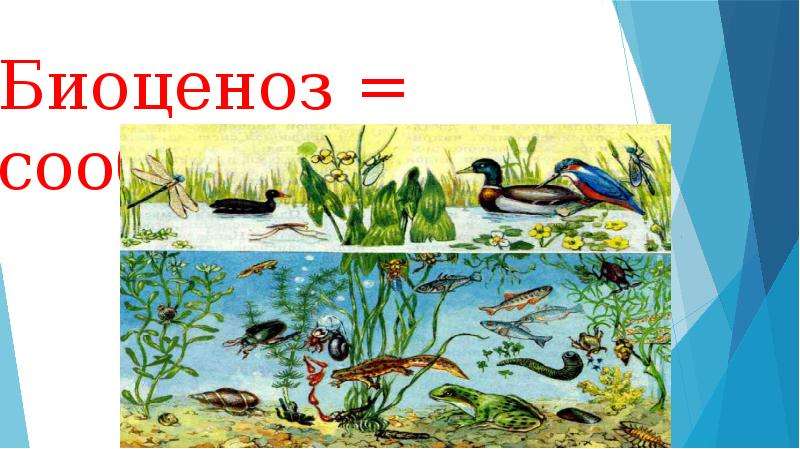 Простые биоценозы. Биоценоз презентация. Связи в биоценозе. Среда обитания биоценоза. Биоценоз степи.