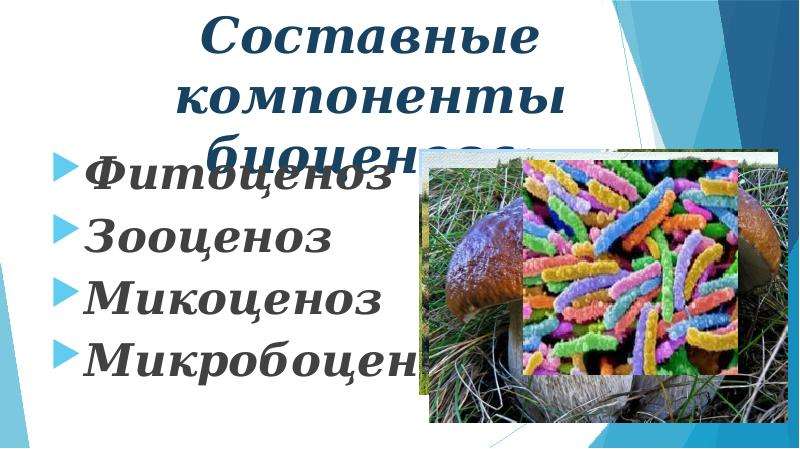 Биологические компоненты. Компоненты биоценоза. Связи популяций в биоценозах. Фитоценоз зооценоз микробоценоз. Микоценоз это в биологии.