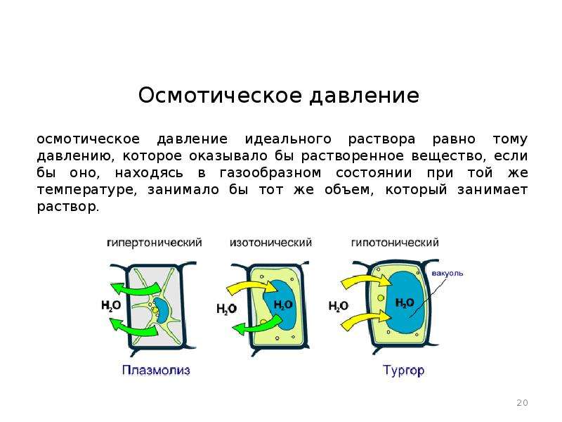 Плазмолиз. Плазмолиз и тургор на примере картофеля.