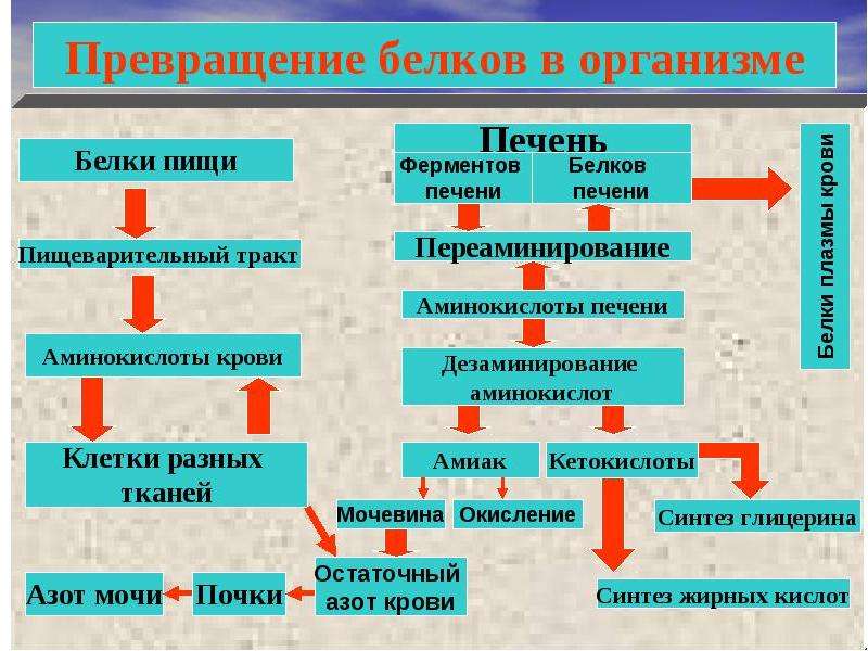 Установите последовательность процессов обмена. Превращение белков в организме схема. Превращение белков пищи в организме. Процесс энергетического обмена белков в организме человека. Схема белкового обмена в организме.