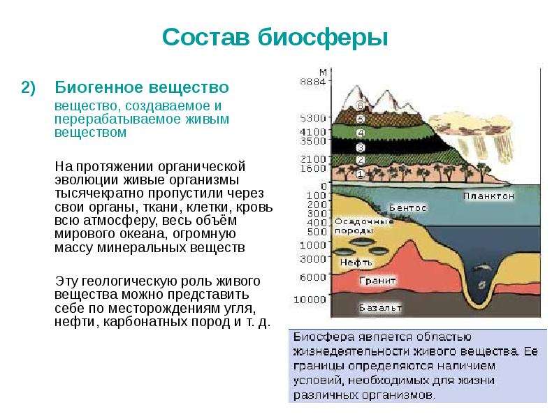 Биогенное вещество биосферы. Биогенные полезные ископаемые.