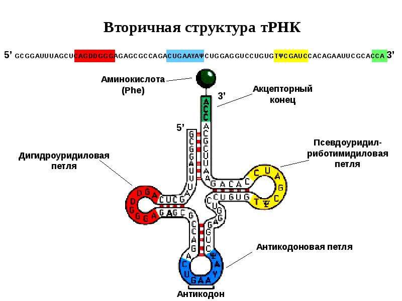 Схема строения молекулы т рнк