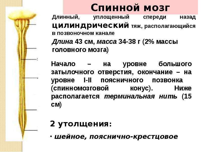 Спинной мозг функции