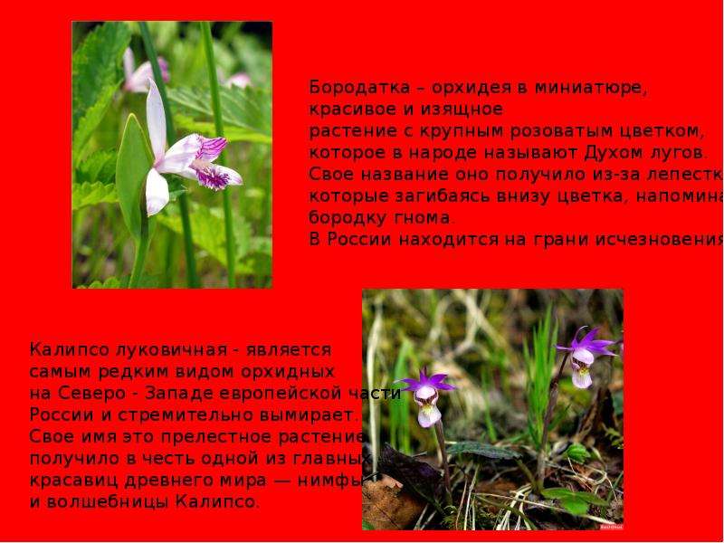 Растения и из красной книги россии фото и описание