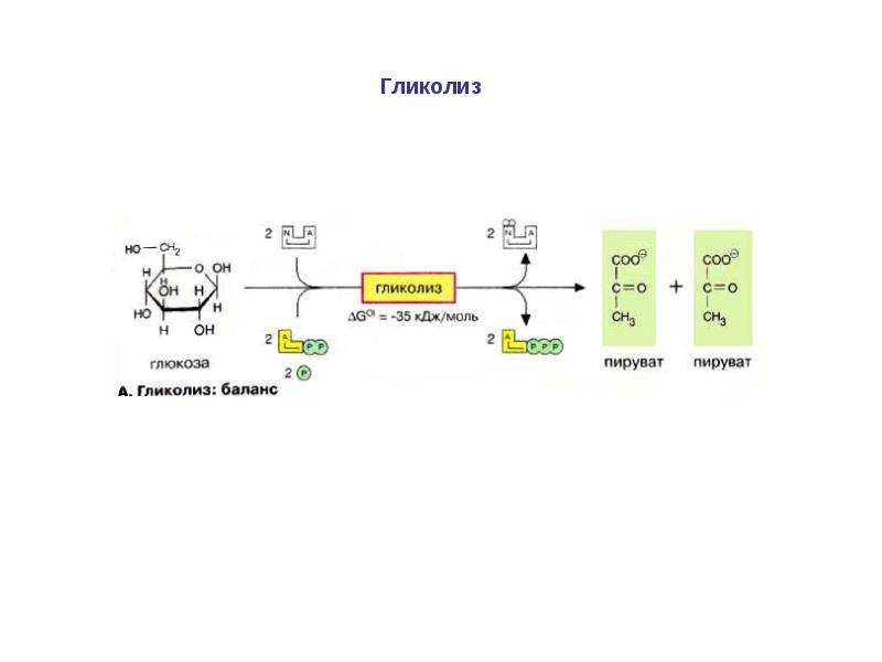 Схема гликолиза биохимия