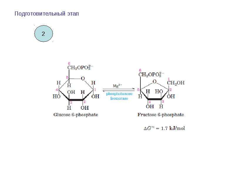 Этапы гликолиза. 11 Реакций гликолиза. Подготовительные реакции гликолиза. 9 Реакция гликолиза. Обход 3 реакции гликолиза.