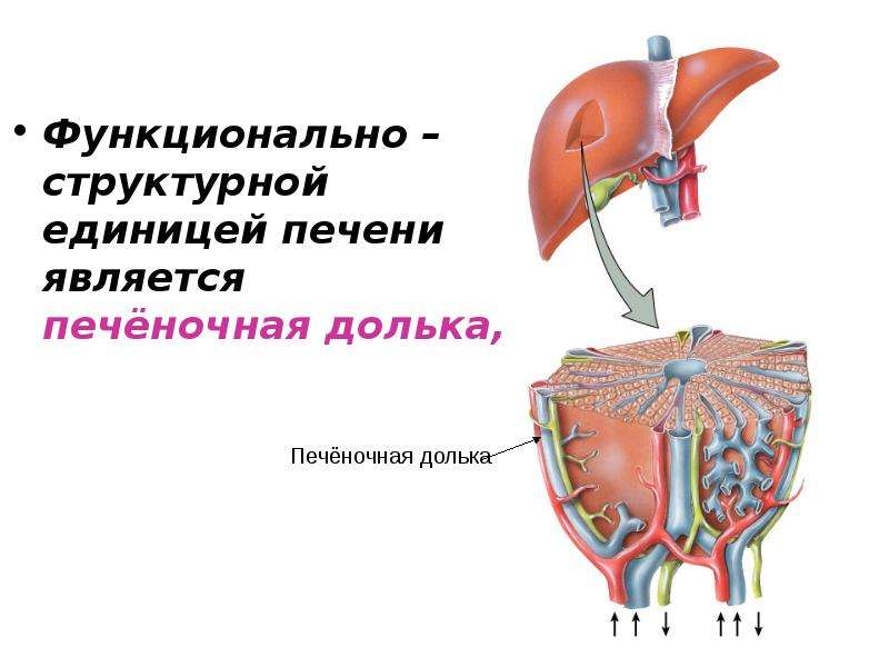 Что является структурной единицей. Структурно-функциональная единица печени. Строение структурно-функциональной единицы печени. Структура функциональной единицы печени. Структурного функциональной единицей печени является.