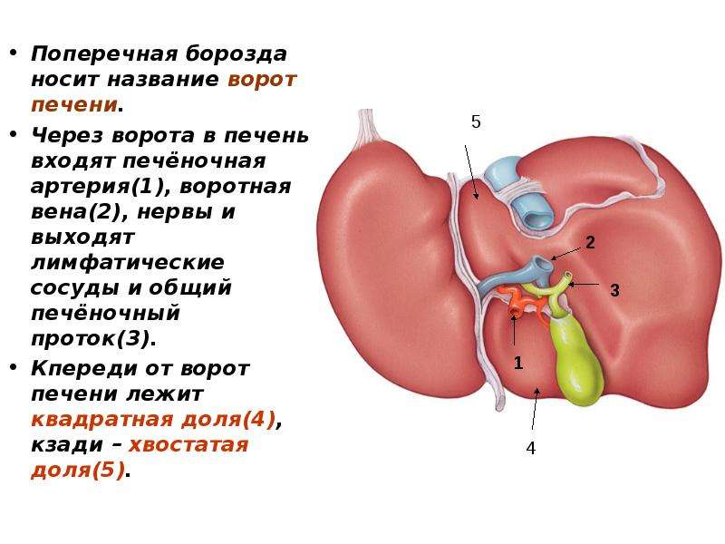 Ворота печени. Борозды висцеральной поверхности печени. Борозды печени анатомия.