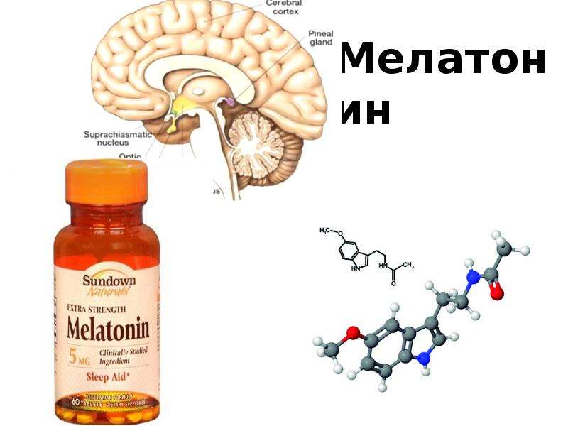 Гормон мелатонин презентация