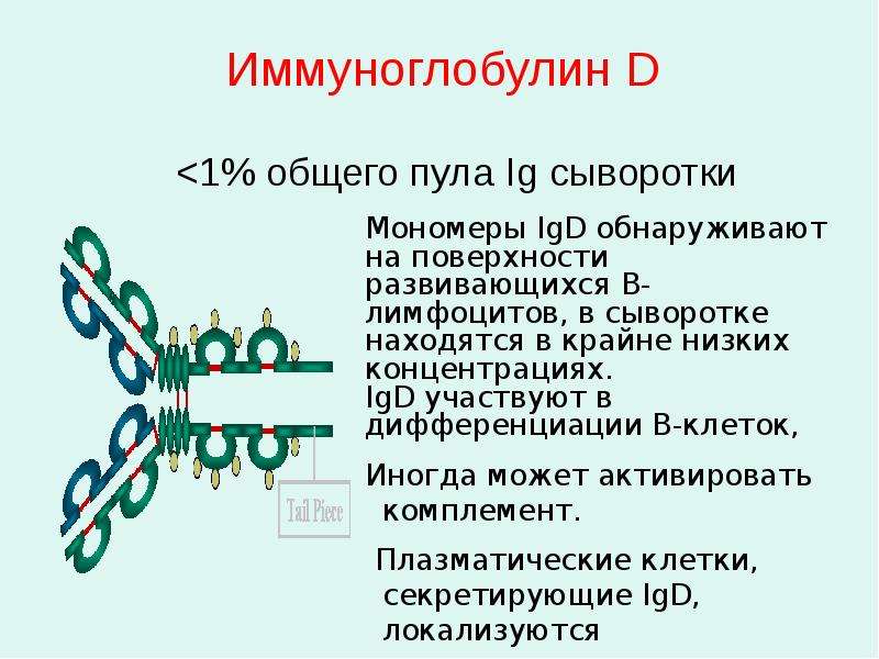 Антитела презентация иммунология