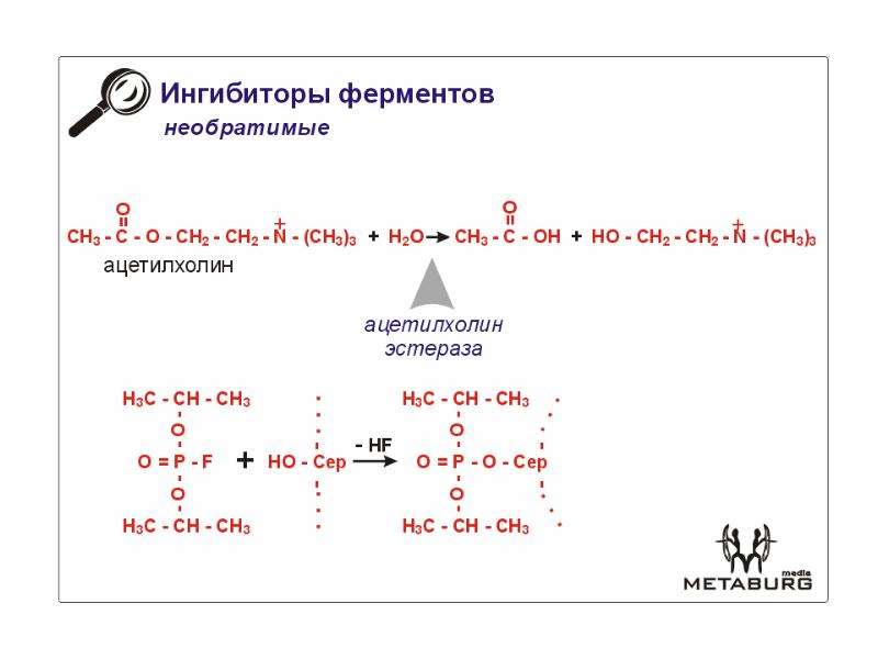 Схема ферментативной реакции