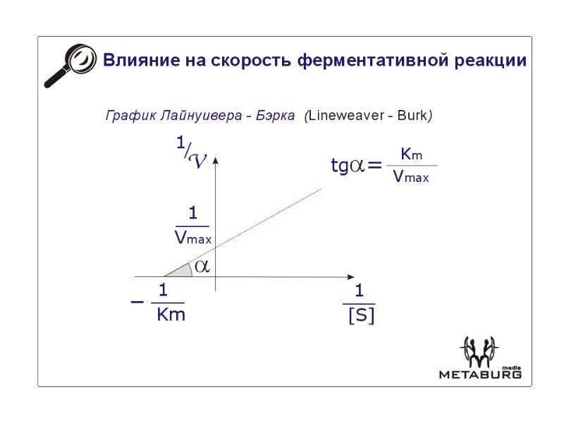 Скорость воздействия. Скорость ферментативной реакции лайинуевра. Что влияет на скорость ферментативной реакции. Скорости регулирования скоростей ферментативных реакция. Влияние активаторов на скорость ферментативной реакции.