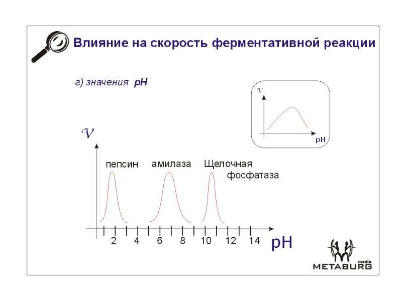 Влияние скорости. Влияние на скорость ферментативной реакции. Механизм влияния РН на скорость ферментативной реакции:. Факторы влияющие на скорость ферментативных реакций. Что влияет на скорость ферментативной реакции.