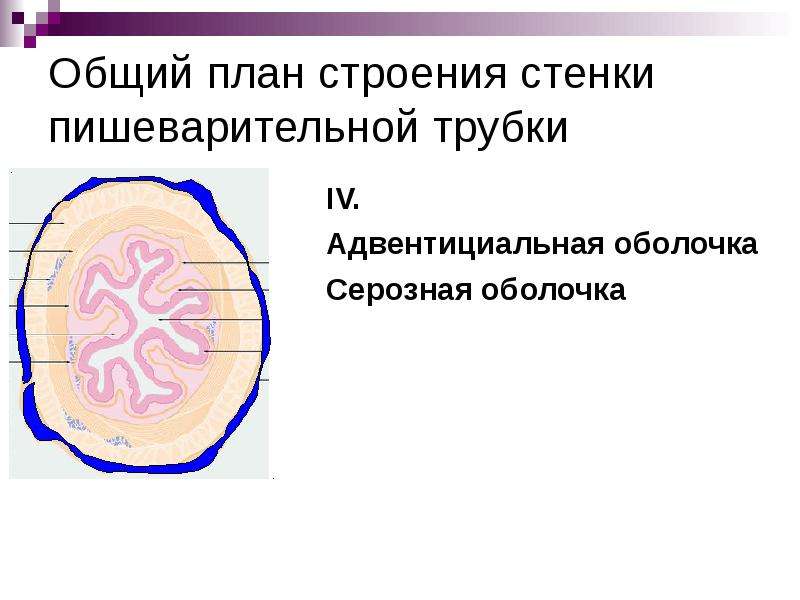 Серозная оболочка. Серозные оболочки анатомия. Серозная и адвентициальная оболочка. Строение серозной оболочки. Анатомия серозных полостей.