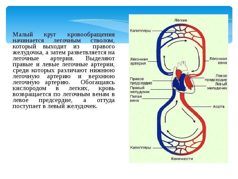 Легочный круг. Малый круг кровообращения начинается легочным стволом. Большой круг кровообращения начинается в левом желудочке.