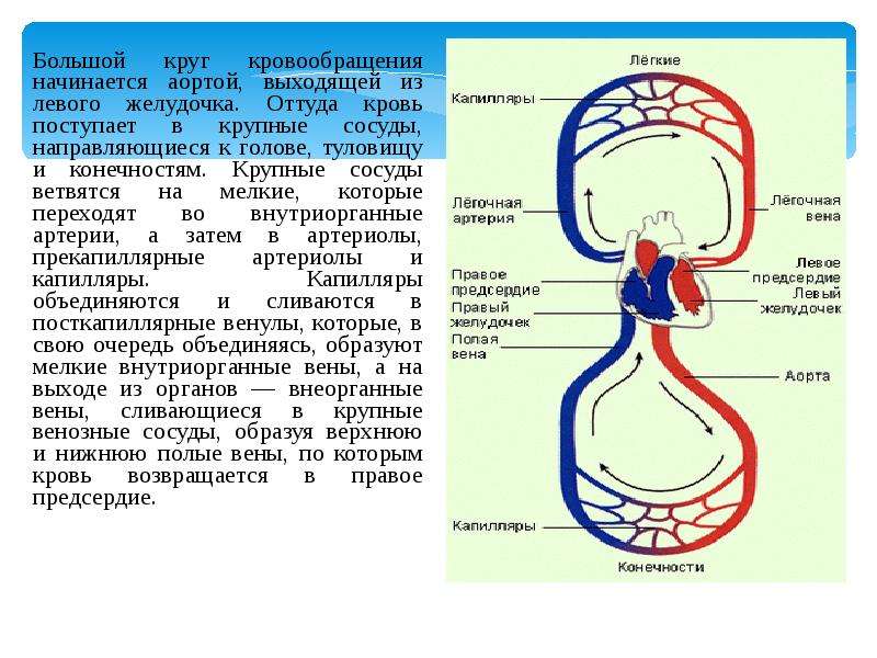 Большой круг кровообращения начинается и заканчивается