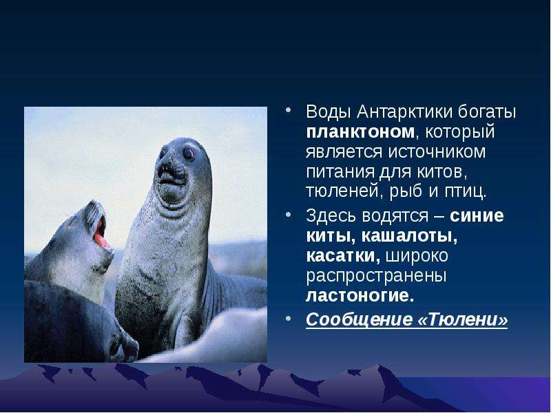 Сравните образ жизни тюленя и кита. Сходство тюленей и китов. Сходство тюленя и кита. Источник питания для китов, тюленей, рыб и птиц. Сходства и различия тюленя и кита.