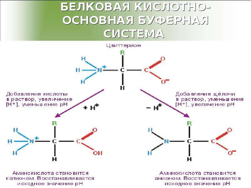 Белковая буферная система физиология презентация