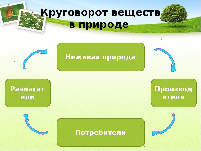 Схема круговорота веществ в лесном сообществе