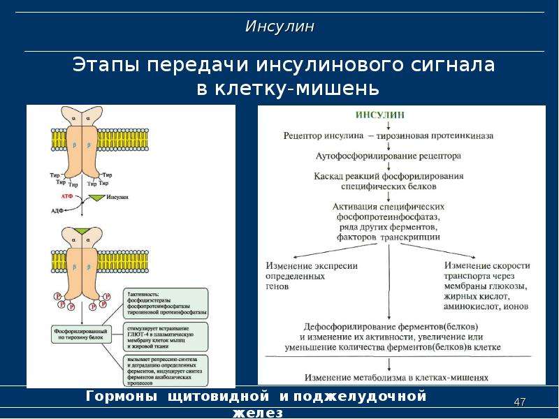 Гормон клетка. Инсулин передача гормонального сигнала. Инсулин механизм передачи сигнала в клетку. Схема трансмембранной передачи сигнала инсулина. Механизм передачи гормонального сигнала инсулина.