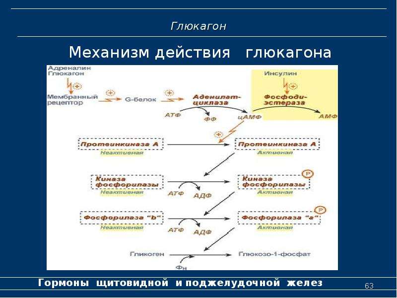 Гормоны поджелудочной железы биохимия презентация