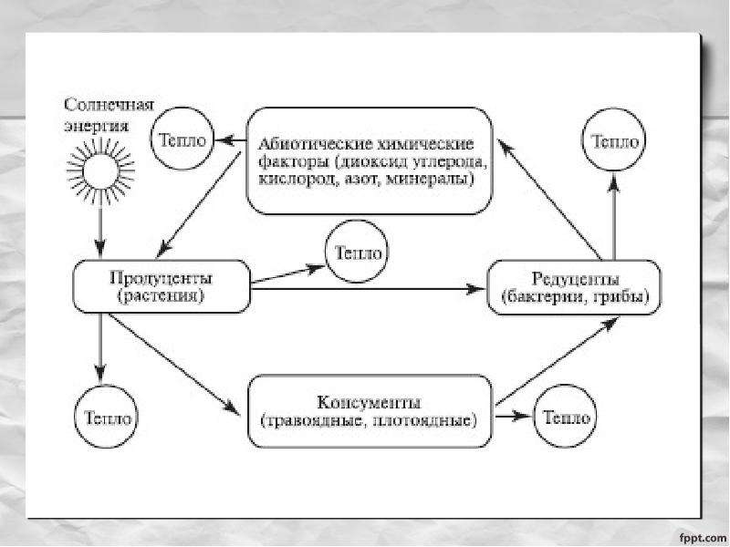 Схема круговорота веществ и потока энергии