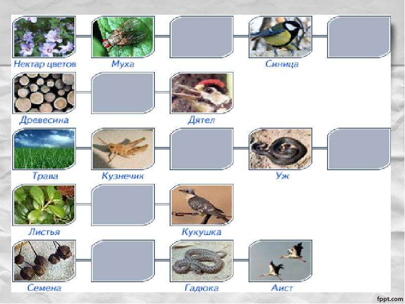 Нектар муха синица цепи. Цепи питания в водоеме. Составление схем передачи веществ и энергии цепей питания. Нектар цветов Муха синица цепь питания. Цепи питания примеры.
