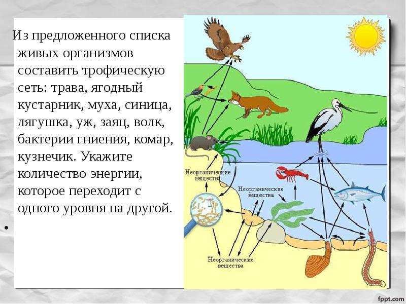 Составление схем передачи веществ и энергии цепей питания лабораторная 11 класс