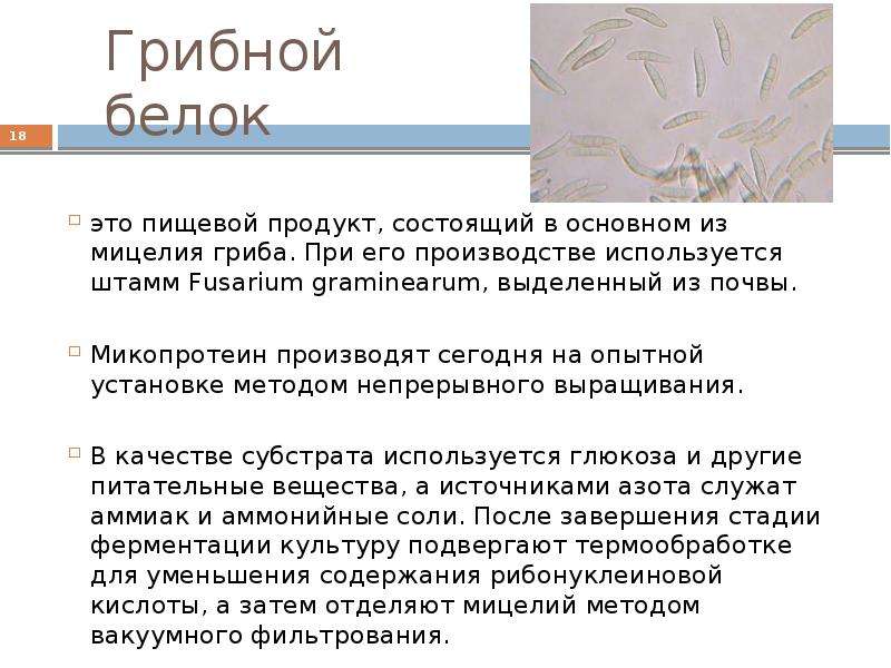 Получение белков. Микопротеин. Грибной белок. Грибной белок в производстве. Грибной белок (микопротеин) для животных.