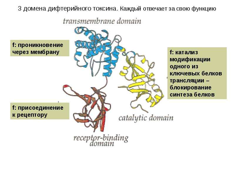 Особенности внутреннего строения белки. 3 Структура белков. Структуры белка. 3 Структура белка. Изменение структуры белка.