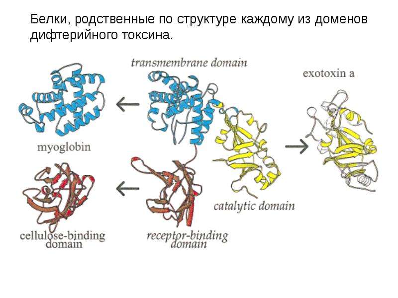 Структура белка тест. Структуры белка. Третья структура белка. Супервторичная структура белка. Супервторичные структуры белков.