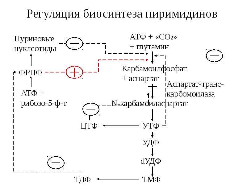 Регуляция синтеза. Синтез пуриновых и пиримидиновых нуклеотидов биохимия. Запасные пути синтеза пиримидиновых нуклеотидов регуляция. Общая схема синтеза пиримидиновых нуклеотидов. Регуляция.. Регуляция синтеза пуриновых нуклеотидов.