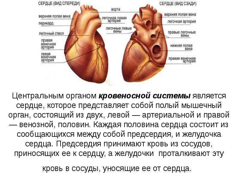 Какая кровь содержится в правой половине сердца. Левая и правая половина сердца. Отличие правой и левой половины сердца. Правая половина сердечка.