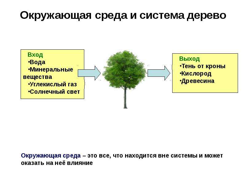 Элемент системы дерево. Система и окружающая среда. Информатика и окружающая среда. Система и окружающая среда рисунок. Система дерева Информатика.