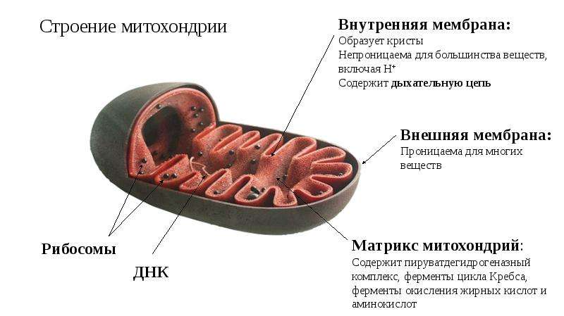 Каким номером на рисунке обозначен органоид который участвует в окислительном фосфорилировании