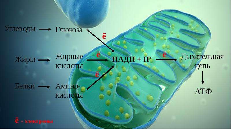 Каким номером на рисунке обозначен органоид который участвует в окислительном фосфорилировании