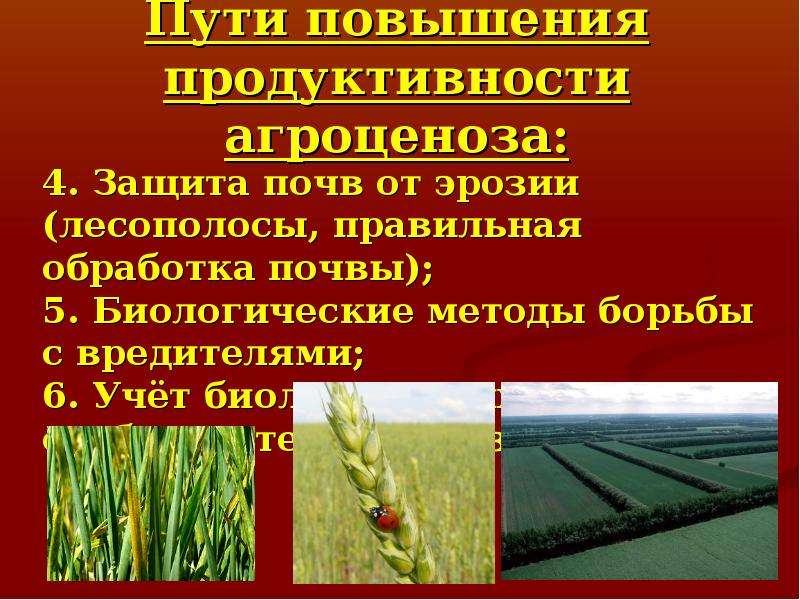 Увеличение биологический. Пути повышения устойчивости и продуктивности агроценозов. Пути повышения продуктивности агроценоза. Способы повышения продуктивности агроценозов. Пути повышения продуктивности агроэкосистемы.