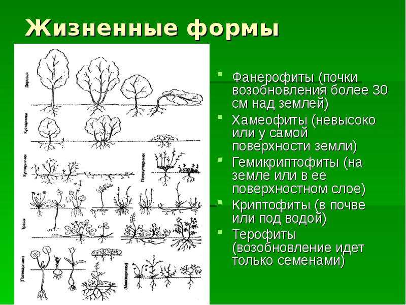 Жизненные формы растений и животных презентация