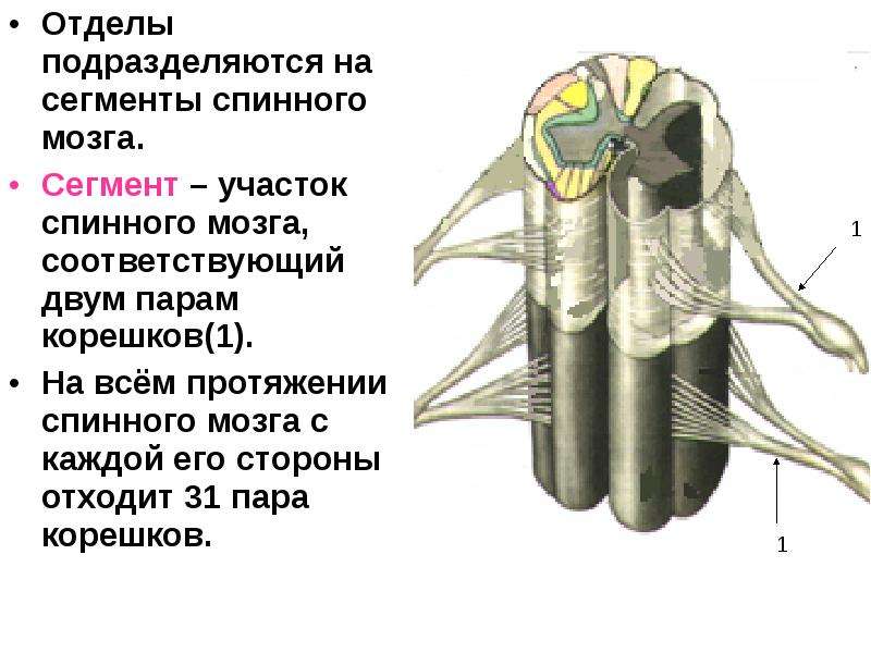 Сегмент спинного мозга