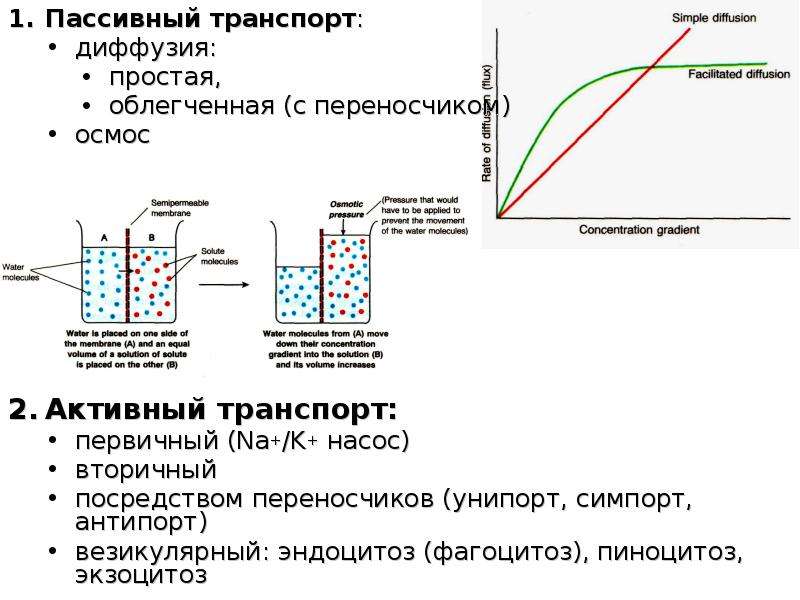 Осмос транспорт веществ. Осмос пассивный транспорт простая диффузия облегчённая диффузия. Пассивный транспорт простая и облегченная диффузия. Диффузия облегченная и простая и осмос. Пассивный транспорт веществ через мембрану осмос простая диффузия.