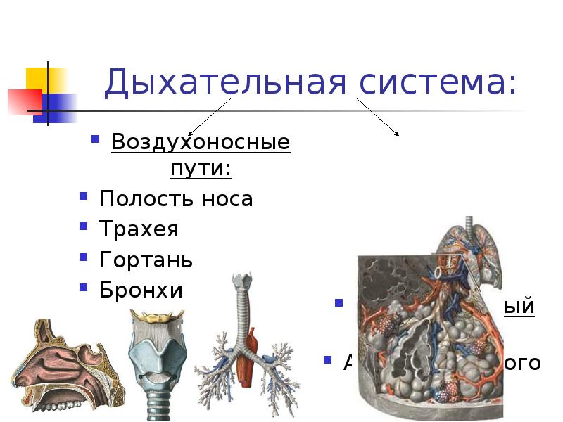 Хорошо развита воздухоносная ткань. Отделы воздухоносных путей. Воздухоносные пути строение и функции. Строение воздухоносных путей и легких. Воздухоносные пути полость носа.