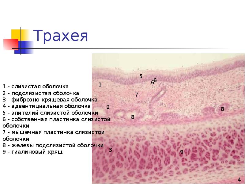 Дыхательная система гистология презентация