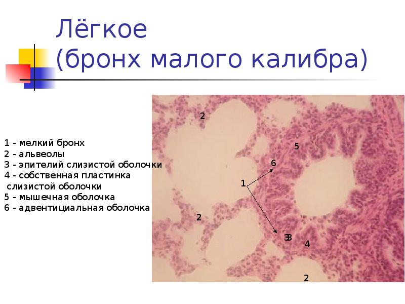 Дыхательная система гистология. Бронх малого калибра гистология. Строение бронхов малого калибра. Эпителий бронха среднего калибра. Бронх среднего калибра гистология препарат.